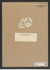 Trinacria pileolus (Ehr.) Grun. (de-Toni-Nr.: Genus 119, Species 3416) Zeichnungen Sammlung Grunow Nr. 6855 (NHMW-BOT-W0375713)